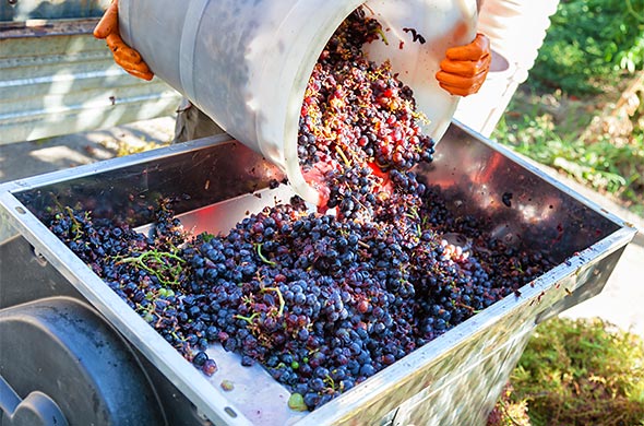 Grapes ready for winemaking.