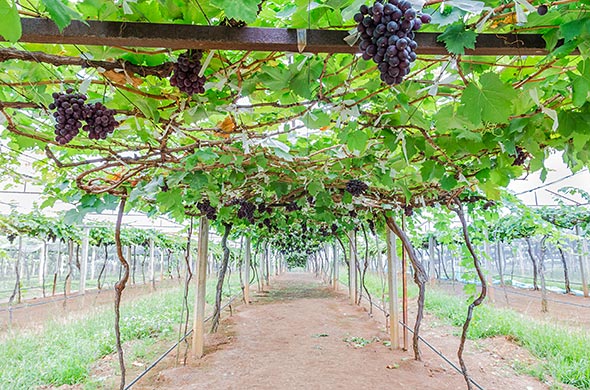 Grapes ready to be harvested at a vineyard.